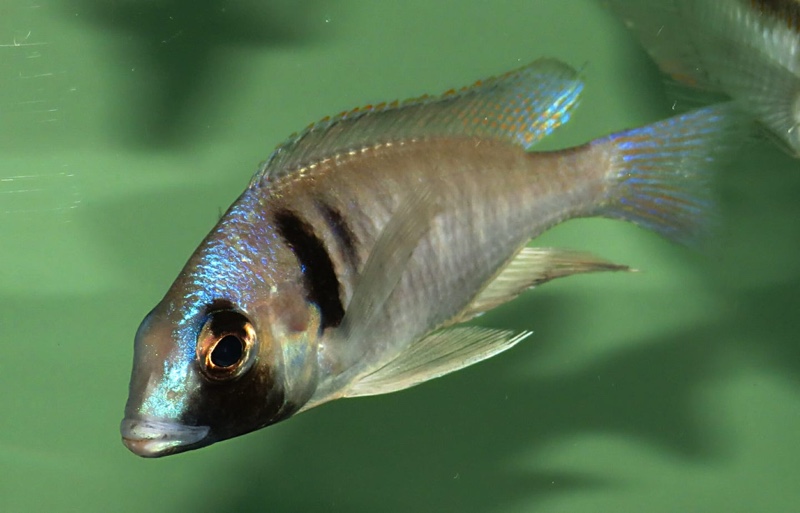 Placidochromis electra 'Londo Bay'